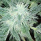 Royal Gorilla (RQS) Cannabis-Samen