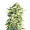 A-Train regular (TH Seeds) Cannabis-Samen