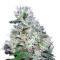 Bubble Gum regular (Serious Seeds) Cannabis-Samen