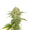 Wreckage (T.H. Seeds) Cannabis-Samen
