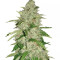 Nefertiti (Pyramid Seeds) Cannabis-Samen