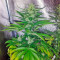 Super Bud (GHS) Cannabis-Samen