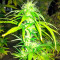 AK-48 Regular (Nirvana Seeds) Cannabis-Samen