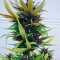 Dark Purple Auto (Delicious Seeds) Cannabis-Samen