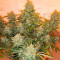 Auto American Pie (Pyramid Seeds) Cannabis-Samen
