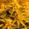 Auto Anubis (Pyramid Seeds) Cannabis-Samen