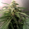 Lemon Kush (Female Seeds) Cannabis-Samen