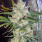 Mohan Ram Auto (Sweet Seeds) Cannabis-Samen