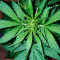 White Widow Auto (Vision Seeds) Cannabis-Samen
