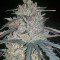 Ketama (World of Seeds) Cannabis-Samen