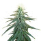 Early Skunk (Sensi Seeds) Cannabis-Samen