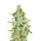 Euforia (Dutch Passion) Cannabis-Samen