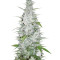 Maroc (Female Seeds) Cannabis-Samen
