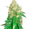 Northern Light Blue (Delicious Seeds) Cannabis-Samen