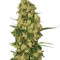 Wappa (Paradise Seeds) Cannabis-Samen