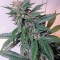 Afghan Kush (World of Seeds) Cannabis-Samen