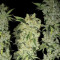 C4 Auto (Fast Buds) Cannabis-Samen