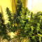 2 Fast & 2 Vast Auto (Heavyweight Seeds) Cannabis-Samen