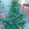 Brazil Amazonia (World of Seeds) Cannabis-Samen