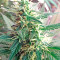 Critical Cheese (Dinafem Seeds) Cannabis-Samen