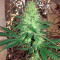 Critical Cheese (Dinafem Seeds) Cannabis-Samen