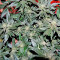 Pakistan Ryder Auto (World of Seeds) Cannabis-Samen