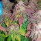Purple Trainwreck (Humboldt Seeds Organization) Cannabis-Samen