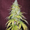 Satori regular (Mandala Seeds) Cannabis-Samen