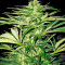 Shark Shock CBD (Dinafem Seeds) Cannabis-Samen