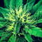 Super Skunk (Vision Seeds) Cannabis-Samen