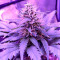 Amnesia (World of Seeds) Cannabis-Samen