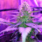Amnesia (World of Seeds) Cannabis-Samen