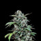 Maxi Haze Auto (Grass-O-Matic) Cannabis-Samen