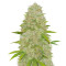 Super Skunk (Vision Seeds) Cannabis-Samen