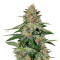 Delicious Candy Early Version (Delicious Seeds) Cannabis-Samen