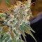 Sweet Special F1 Fast version (Sweet Seeds) Cannabis-Samen