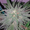 Afgooey (Strain Hunters) Cannabis-Samen