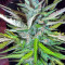 Auto Afghan Mass (00 Seeds) Cannabis-Samen