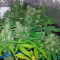 Auto Lennon (Pyramid Seeds) Cannabis-Samen