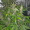 Blackberry Auto feminisierte Samen (Fast Buds)