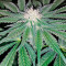 Mazar Kush (World of Seeds) Cannabis-Samen