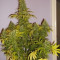 Shining Silver Haze (RQS) Cannabis-Samen