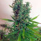 White Widow XXL Autoflowering (Dinafem Seeds) Cannabis-Samen