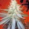 Jack Herer Auto (GHS) Cannabis-Samen