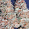 Moby Dick (GHS) Cannabis-Samen