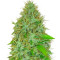 2 Fast & 2 Vast Auto (Heavyweight Seeds) Cannabis-Samen