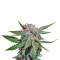 Royal Cheese Fast Flowering (RQS) Cannabis-Samen