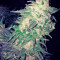 Afghan Kush (World of Seeds) Cannabis-Samen