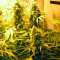 Chronic Haze (World of Seeds) Cannabis-Samen