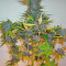 Fastberry Auto (Fast Buds) Cannabis-Samen